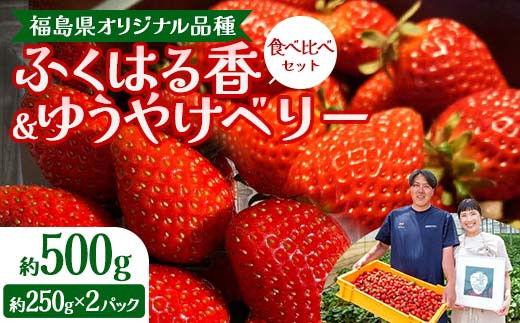 
            福島県オリジナル品種「ふくはる香」「ゆうやけベリー」食べ比べセット約500g（250g×2パック） いちご イチゴ 苺 福島県 鏡石町 鏡石農遊園 F6Q-227
          