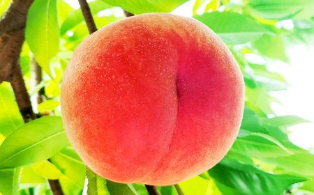 園主が愛情を注ぎ込んだ 桃 （赤桃・黃桃） 詰め合わせ 約2kg （6～11玉） 山形県産 果物 くだもの 夏果実 フルーツ 【2026年8月発送予定】