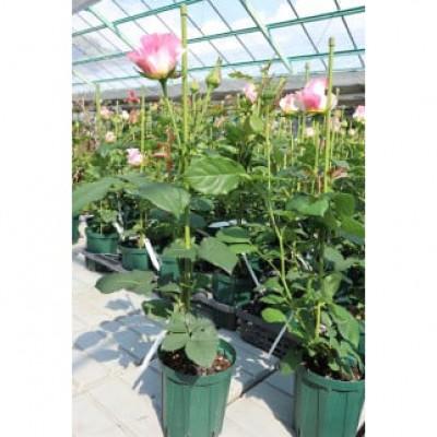 ふるさと納税 北川村 薔薇『クロード・モネ』【北川村モネの庭マルモッタン】 |  | 02