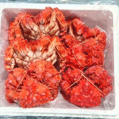 ふるさと納税 根室市 【北海道根室産】花咲ガニ300g×10尾 C-57047 |  | 01