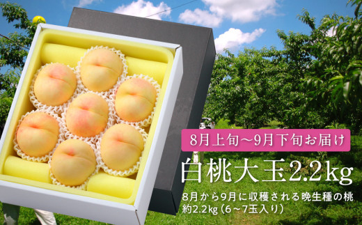 白桃大玉（晩生種）2.2kg【数量限定500セット】【白桃 桃 フルーツ 果物 数量限定 岡山県 おすすめ 人気 新鮮】