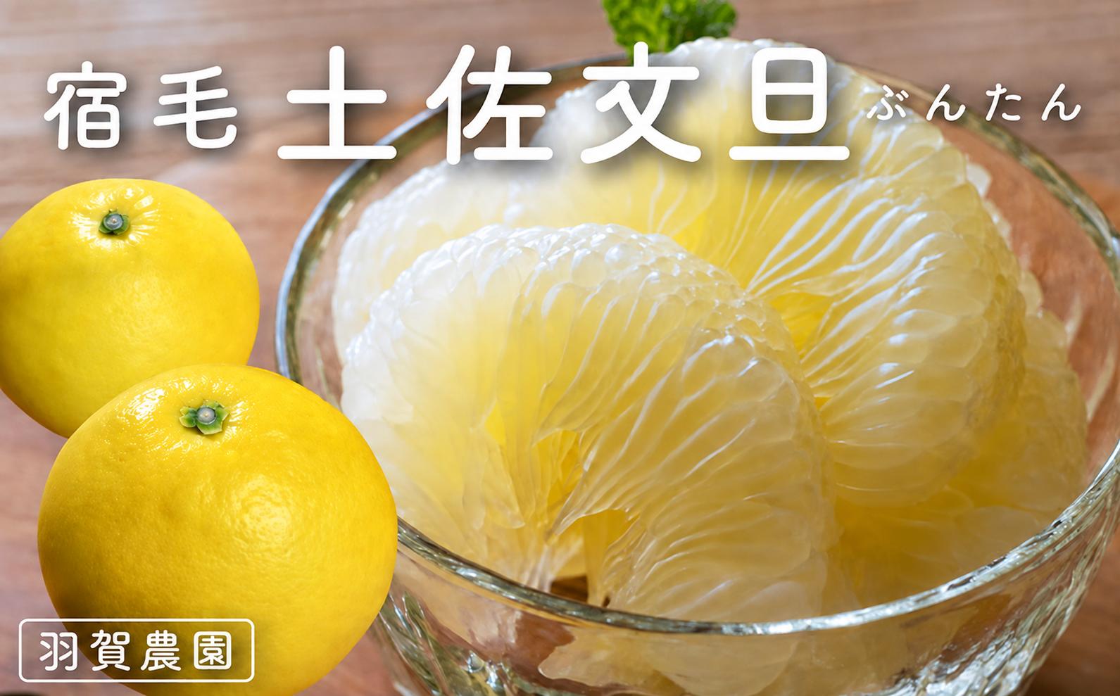 
                  羽賀農園 土佐文旦 10kg 家庭用 柑橘 果物 フルーツ 特産品 文旦 ぶんたん ブンタン 高知県 返礼品 旬 季節 贈答用 ギフト 贈り物 果汁 甘酸っぱい ビタミンC 食物繊維 健康 美容 産地直送 新鮮 宿毛市 高知市
                