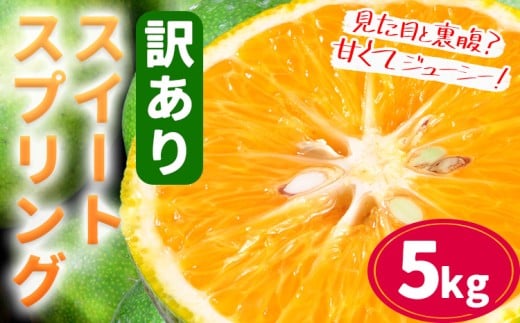 訳あり ご家庭用 スイートスプリング 約5kg 柑橘 かんきつ 果物 フルーツ 品種 生産者直送 産地直送 南国 潮風 天草 西海岸 苓北 都呂々 国産 九州 熊本県 送料無料《2025年12月上旬-2026年1月下旬頃出荷予定》