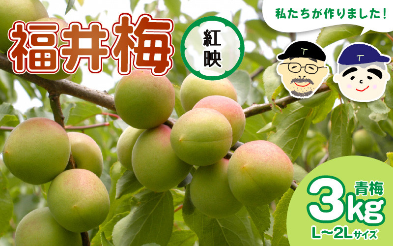 
            【先行予約】【福井特産】 福井梅（紅映）青梅 3kg（L～2L サイズ）【2025年6月以降順次発送】梅 福井梅 生梅 青梅 完熟梅 梅干し 梅酒 梅干 梅シロップ 梅ジャム 梅ジュース 果物 梅肉 ウメ うめ [m74-a003]
          