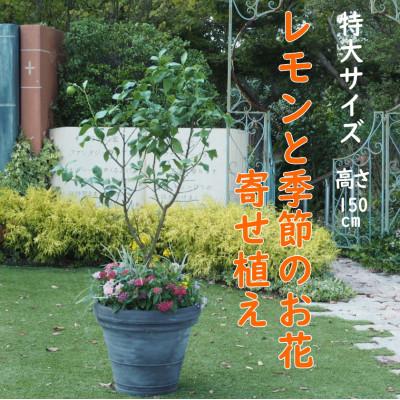 ふるさと納税 朝倉市 大きいサイズ　レモンの木と季節のお花寄せ植え