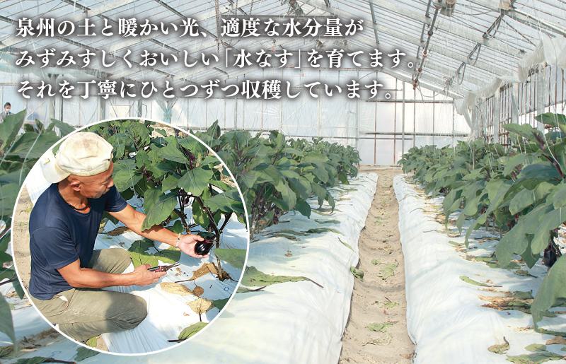 【先行予約】泉州 水なす 12個【ハウス栽培 新鮮 野菜 泉佐野産 茄子 数量限定】
