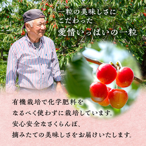 先行受付 さくらんぼ【 佐藤錦 】800g（200g×4）M-Lサイズ混合  サクランボ チェリー フルーツ 果物 果物類 ギフト 北海道 仁木町 仁木 [横山農園]