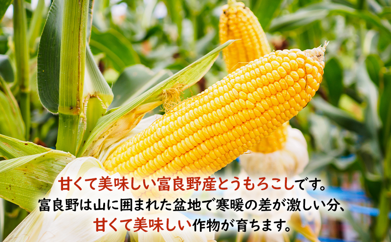 【2026年夏発送】  とうもろこし 富良野産 旬のとうもろこし