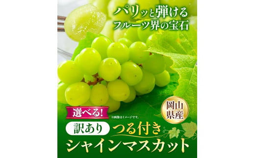 242.【先行予約】 岡山県産 訳あり つる付き シャインマスカット 3房 (530g以上)【配送不可地域あり】 《9月上旬-11月上旬頃に出荷予定(土日祝除く)》 岡山県 矢掛町 マスカット ぶどう