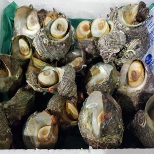 南知多町産 活サザエ 約2kg (20個前後) 配送不可地域：離島・北海道・沖縄県・東北・中国・四国・九州 