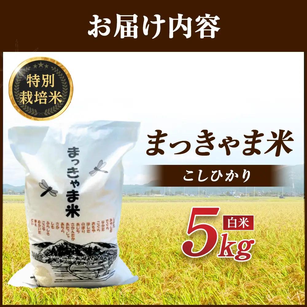 令和7年度産 【特別栽培米】 石川県産 こしひかり 棚田米 【白米】 5kg まっきゃま米