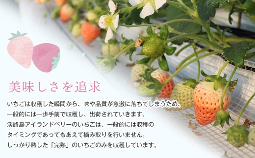 淡路島アイランドベリー　紅白いちご　淡雪/紅ほっぺ【2025