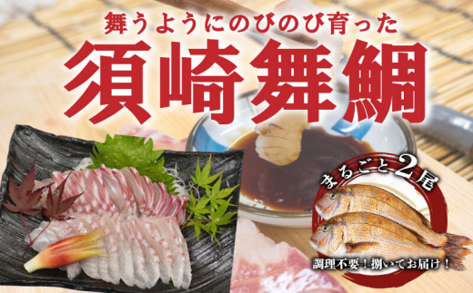 
                  漁師自慢の逸品「須崎舞鯛」 お刺身用 2匹分 鯛 タイ たい 人気 刺身 高知 須崎
                