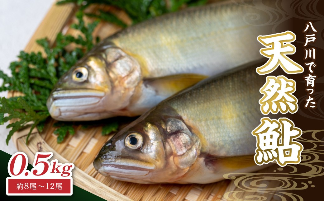 
                  【先行予約】八戸川 天然鮎（0.5kg）＜2026年6月10日よりお届け＞ 先行予約 魚 川魚 あゆ 天然【192_2003】
                