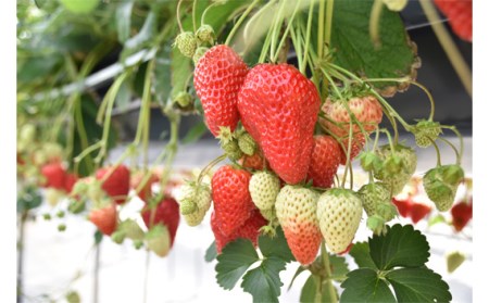 【紅ほっぺ】Lサイズ（48粒） No.259