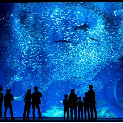 
アクアワールド茨城県大洗水族館　貸切3時間プラン(イルカ・アシカオーシャンライブ付)【1424655】
