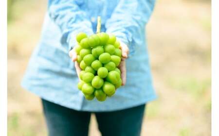 M246　シャインマスカット　２房