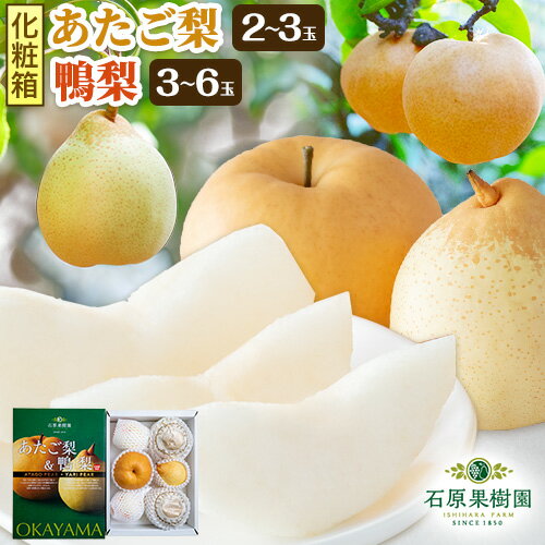 【ふるさと納税】【先行予約】梨 なし 梨 旬 あたご梨 2~3玉 鴨梨 3~6玉 詰め合わせ 計約4kg 化粧箱 石原果樹園 《2025年11月中旬-1月上旬頃出荷》岡山県 浅口市 果物 フルーツ 梨 詰め合わせ