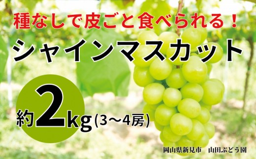 山田ぶどう園 シャインマスカット 約2kg 3～4房 【先行予約 2026年9月下旬から順次発送】
