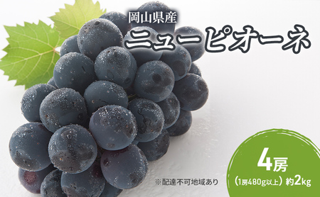 ぶどう 2026年 先行予約 ニューピオーネ 4房(1房480g以上)  岡山県産 ピオーネ