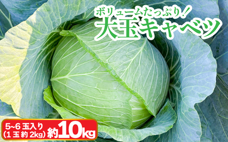 キャベツ 大玉キャベツ 10kg 5~6玉 (1玉約2kg) 野菜 キャベツ