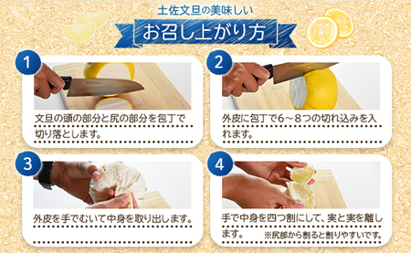 訳あり 土佐文旦 家庭用 約10kg - 果物 フルーツ 柑橘 高知県産 文旦 ぶんたん ブンタン 数量限定 期間限定 季節限定 『2024年1月下旬より順次配送』 ku-0023