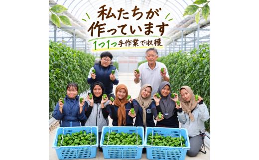 【 訳あり 】 ピーマン 1.5kg |  わけあり 不揃い 国産 野菜 やさい 新鮮野菜 旬 産地直送 農園直送 お取り寄せ おかず 食品 食材 炒め物 肉詰め サラダ 天ぷら BBQ バーベキュー