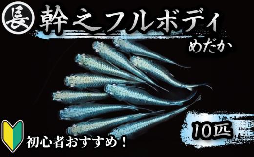 129-4 魚介 魚類 魚 幹之フルボディ 10匹 めだか 飼育 初心者 おすすめ 水槽 インテリア 生物 鑑賞 美 静岡県 牧之原市 丸長