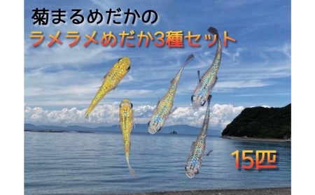 めだかセット 菊まるめだか ラメラメ 3種 めだかセット【計15匹】