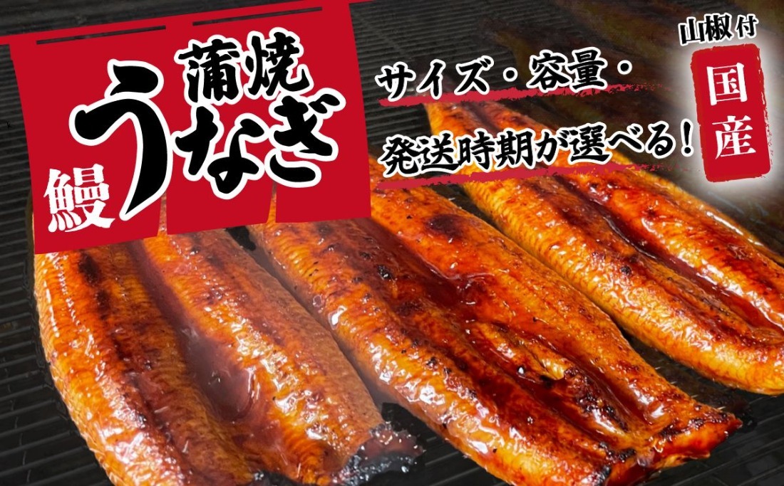  国産 うなぎ 蒲焼 タレ・山椒付き 【サイズ・容量・ギフト・発送時期が選べる】 特上2尾570g以上  / 3尾 400g以上 / 5尾 640g以上 ウナギ 鰻 ふぞろい 不揃い うな重 ひつまぶし 人気 茨城 八千代町 ふるさと納税 冷凍 タレ 山椒 化粧箱 父の日 母の日 ギフト お中元 お歳暮 [SF900ya00]