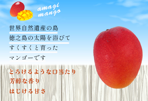 【2024年発送】徳之島 天城町産 完全無加温 完熟 マンゴー 家庭用 1kg