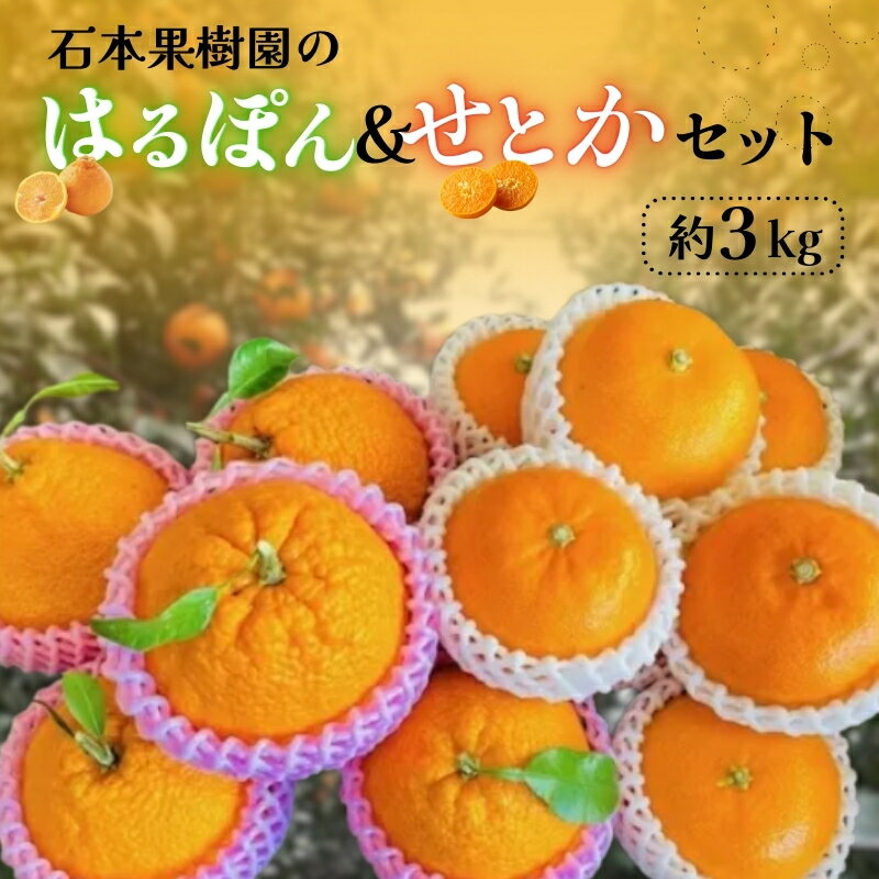 【ふるさと納税】 石本果樹園の はるぽん ＆ せとか セット 約3kg 【2026年3月上旬から3月下旬までに順次発送】 / ミカン 蜜柑 柑橘 フルーツ くだもの 果物 先行予約 せとか 不知火 産地直送 送料無料