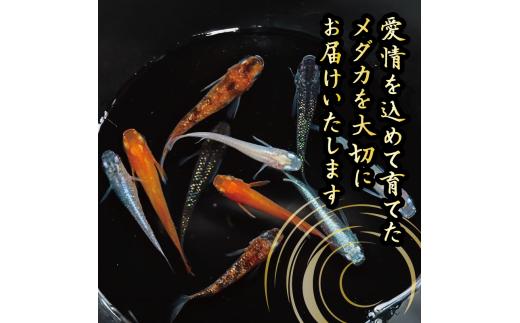 129-5 魚介 魚類 魚 紅帝半ダルマ 10匹 めだか 飼育 初心者 おすすめ 水槽 インテリア 生物 鑑賞 美 静岡県 牧之原市 丸長