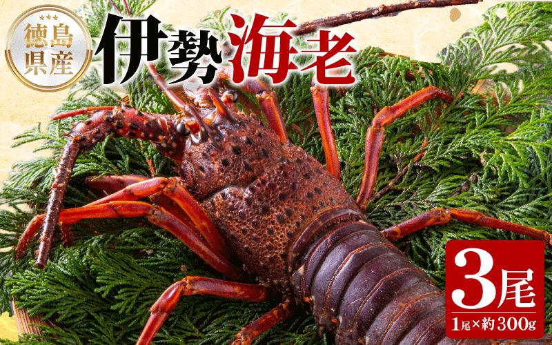 伊勢海老 300g 3尾 《徳島の伊勢海老は身詰まりが良い！》 えび エビ 高級 伊勢 伊勢えび 鮮魚 海鮮 魚介 刺身 焼き物 汁物 イセエビ 海老 正月 おせち ギフト 贈答 贈り物 徳島 阿南 