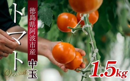【先行予約】 トマト 中玉 1.5kg 野菜 やさい トマト トマト トマト トマト