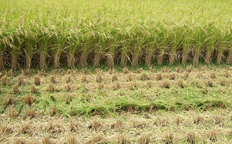 【令和7年産】季長米 10kg【竹崎野村農園】【2026年10月下旬までに発送予定】 うるち精米 ごはん ご飯 国産