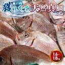 【ふるさと納税】瀬戸内　獲れたて天然真鯛（鮮魚 約1.6kg～約1.8kg）| 魚介類 海の幸 海鮮 国産 日本産 広島県産 即日加工 鮮度抜群 マダイ 魚 瀬戸内海　※離島への配送不可