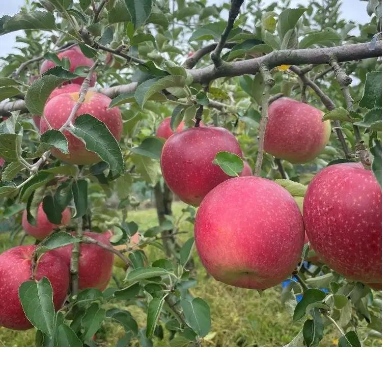Knolls and farm クチナイのりんご 3kg 品種おまかせ 【令和8年9月中旬以降発送予定】 岩手県 北上市 D0567