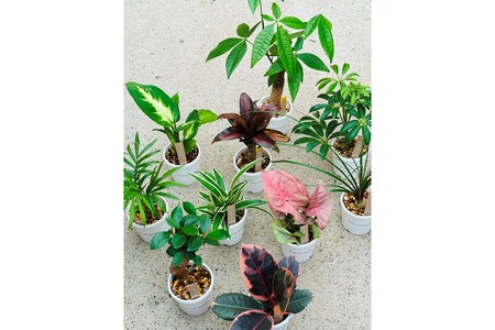 【えっ全部入り!?】京都・京丹後の専門店が厳選！観葉植物5点セット｜癒しと彩りのグリーン便