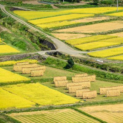 ふるさと納税 十日町市 【毎月定期便】【中里地域限定!魚沼産 新之助】10kg(5kg×2袋)×12 合計120kg全12回 |  | 01