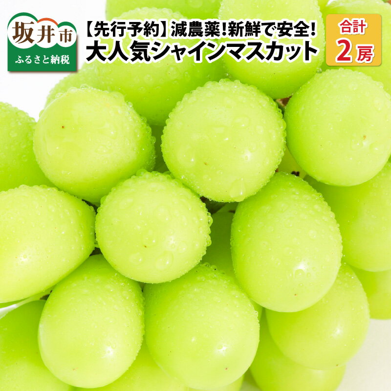 【ふるさと納税】【先行予約】減農薬にこだわった新鮮で安心な川合農園大人気のシャインマスカット2房 約1.0kg【2026年9月上旬以降順次発送予定】【マスカット ブドウ ぶどう 葡萄 果物 くだもの フルーツ 果実 旬 新鮮 国産】