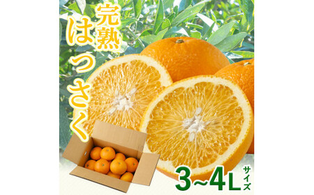 タカじいの 完熟 さつき はっさく 5kg/ 八朔 特大サイズ 和歌山 有田 柑橘 ※4月上旬〜4月下旬に順次発送 【krs022-l-5A】
