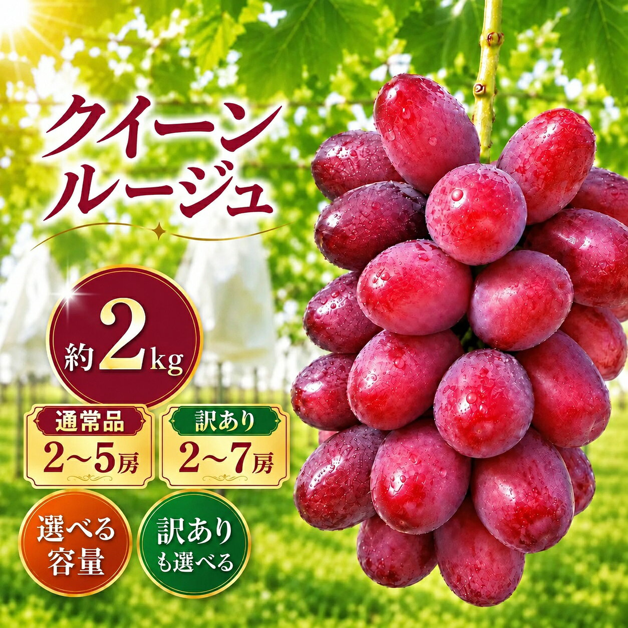 【ふるさと納税】通常品・訳ありから選べる クイーンルージュ® 通常品 約2kg 2～5房｜訳あり 約2kg 2～7房［新規就農者応援コース 幸作会］｜フルーツ ブドウ 果物 ぶどう 葡萄 長野 信州 小布施町 クール便 冷蔵便 令和8年産 2026年9月上旬～11月上旬発送