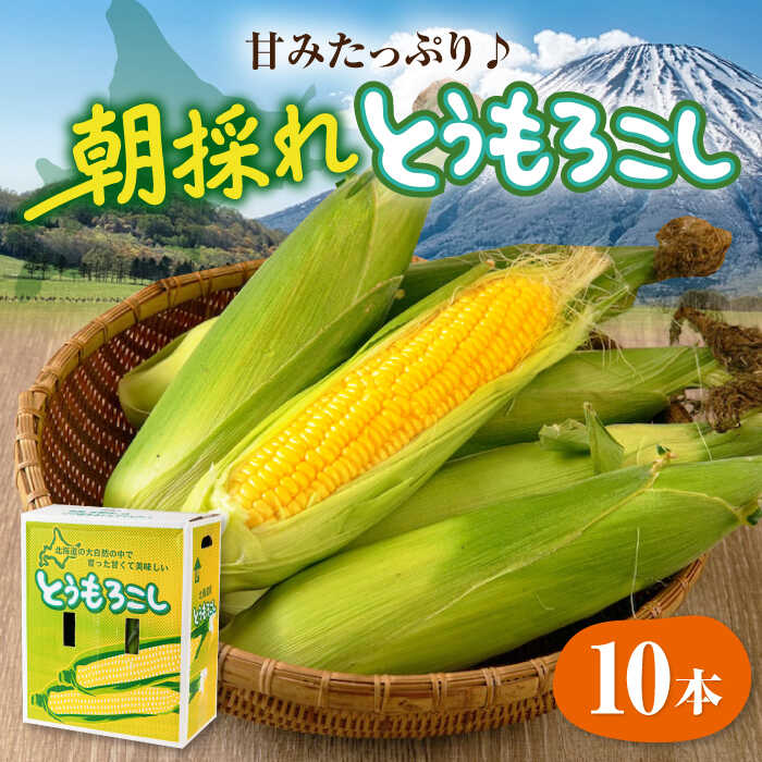 【ふるさと納税】先行予約 数量限定 北海道産 朝採れ とうもろこし 10本 《喜茂別町》【ニセコビュープラザ直売会協同組合】 とうもろこし トウモロコシ コーン 先行予約 季節の野菜 夏野菜 北海道 北海道産 おすすめ [AJAH025] 13000 13000円