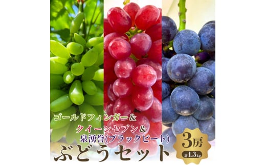 夏一番3色3房セット　ゴールドフィンガーとクイーンセブンと泉湧誉の3房セット [№5385-0495]