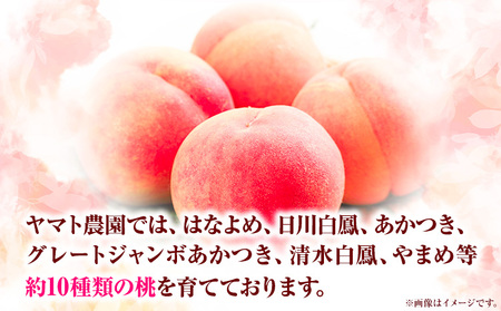 モモ もも 2kg ヤマト農園 《6月下旬‐7月下旬出荷》【配送不可地域あり】｜ 桃桃桃桃桃