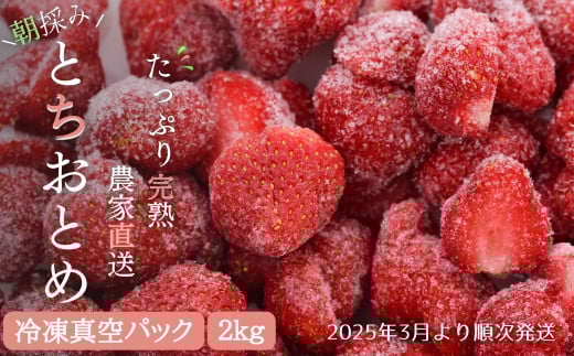 【訳あり/2025年3月より発送】完熟朝摘みとれたての冷凍いちご とちおとめ 約2kg 農家直送 とちおとめ いちご 苺 イチゴ 完熟 冷凍 真空パック 果物 フルーツ 予約 先行予約 訳あり 訳アリ 茨城県 茨城 利根町 