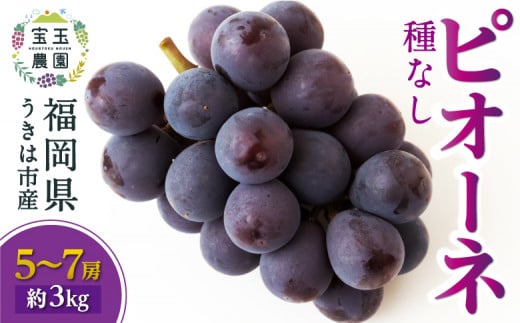 【先行予約】 宝玉農園 ピオーネ 5房から7房 （約3kg） 【2025年8月下旬から9月上旬 出荷予定】 葡萄 ぶどう ブドウ 大粒 種無し 種なし 果物 くだもの フルーツ 果実 お取り寄せ 福岡県 うきは市