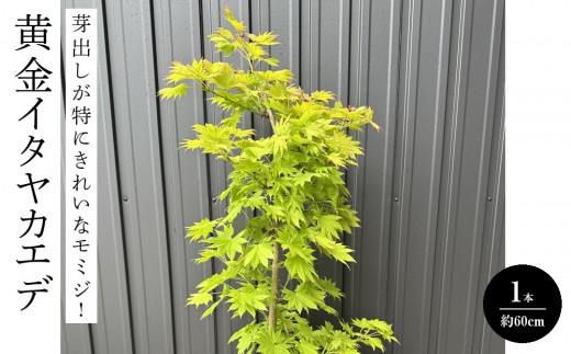 
                  芽出しが特にきれいなモミジ! 黄金イタヤカエデ〈プラス樹〉
                