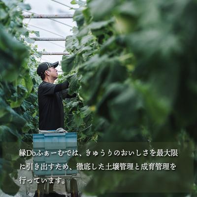 ふるさと納税 高原町 宮崎県高原町産きゅうり2kg(18〜20本)TF0905 |  | 01